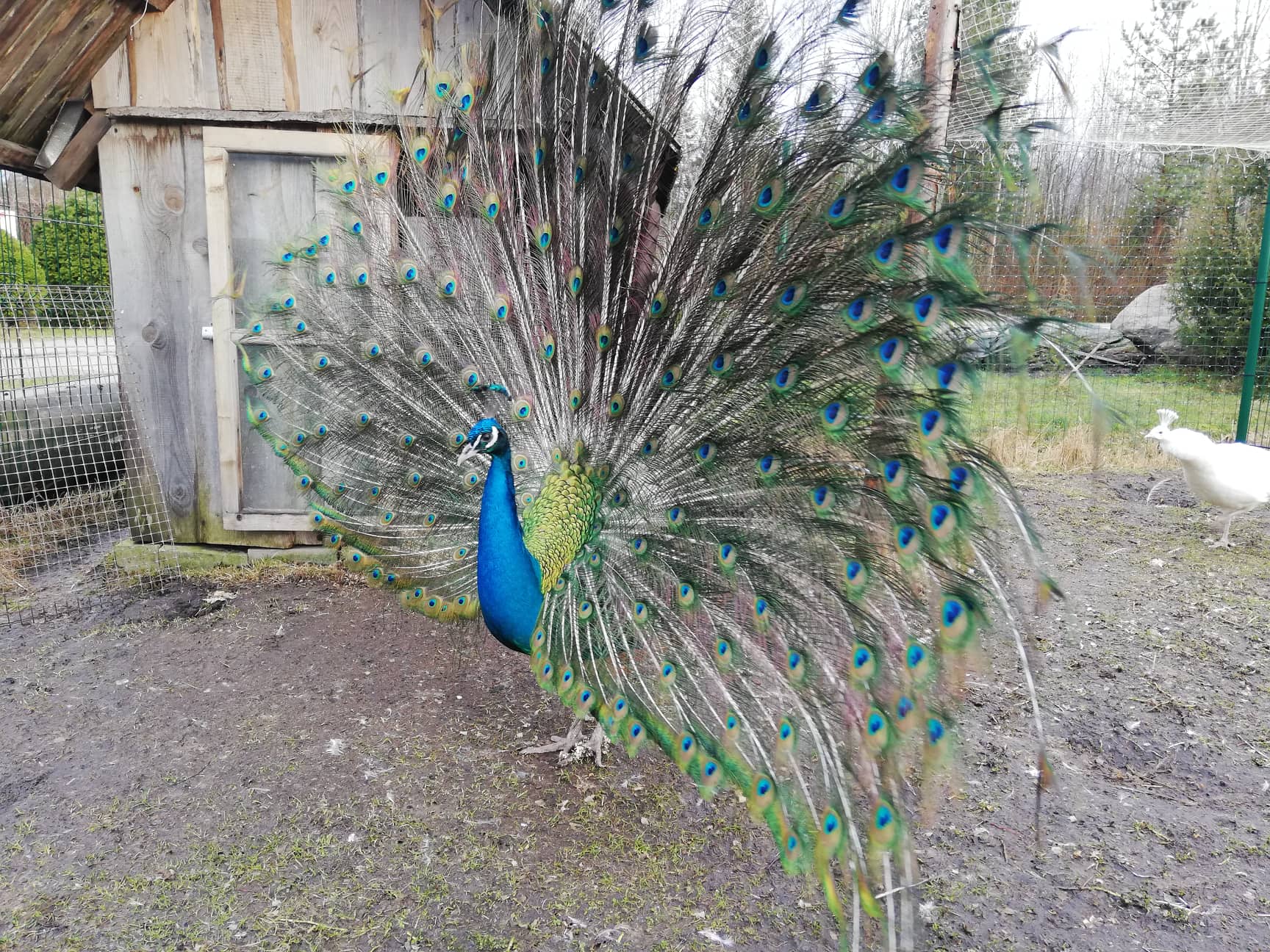 Paabu