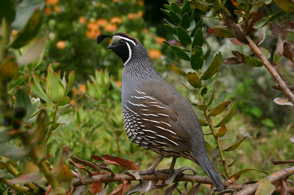 Quail1000x666
