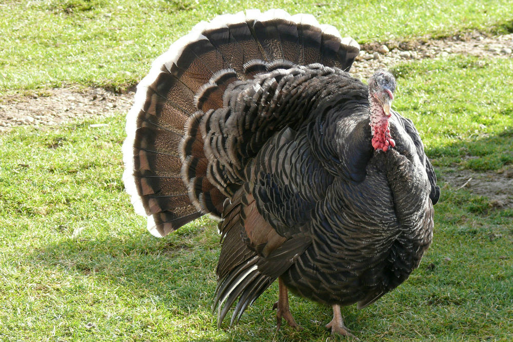 Turkey1000x666